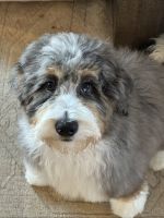 Bernedoodle Puppies for sale in Woodbury, Minnesota. price: $1,500