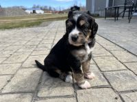 Bernedoodle Puppies for sale in Newport, Maine. price: $1,800