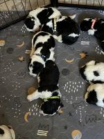 Bernedoodle Puppies for sale in Tucson, Arizona. price: $650