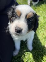 Bernedoodle Puppies for sale in Lisbon, Iowa. price: $1,500