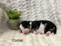 Bernedoodle Puppies for sale in Ankeny, Iowa. price: NA