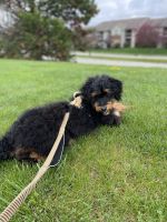 Bernedoodle Puppies for sale in Greenfield, Indiana. price: $800