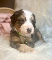 Bernedoodle Puppies for sale in Saratoga Springs, UT 84045, USA. price: $3,000