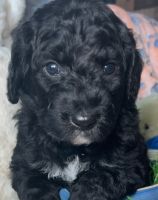 Bernedoodle Puppies for sale in New York City, New York. price: $2,750