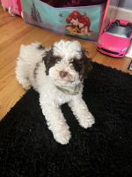 Bernedoodle Puppies for sale in Chicago, Illinois. price: $2,000