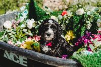 Bernedoodle Puppies for sale in San Diego County, CA, USA. price: $1,800