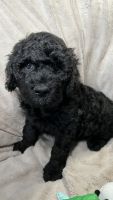 Bernedoodle Puppies for sale in New York City, New York. price: $1,100