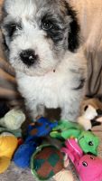 Bernedoodle Puppies for sale in New York City, New York. price: $1,497