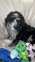 Bernedoodle Puppies for sale in New York City, New York. price: $2,000