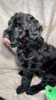 Bernedoodle Puppies for sale in New York City, New York. price: $1,100