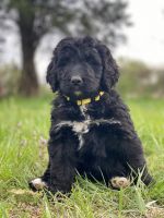 Bernedoodle Puppies for sale in Knoxville, TN, USA. price: $500