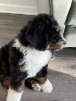 Bernedoodle Puppies for sale in Camden, South Carolina. price: $2,500