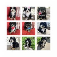 Bernedoodle Puppies for sale in Richmond, Illinois. price: $1,650