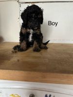 Bernedoodle Puppies for sale in Corryton, TN 37721, USA. price: $200