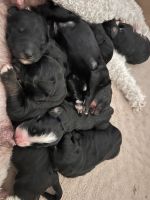 8 Bernedoodle Puppies Ready for Their Forever Homes
