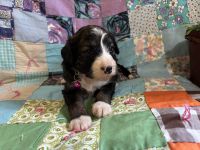 Bernedoodle Puppies for sale in Holden, MO 64040, USA. price: $2,000