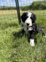 Bernedoodle Puppies for sale in Tomah, WI 54660, USA. price: $900