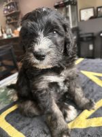 Bernedoodle Puppies