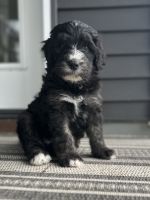 Bernedoodle Puppies