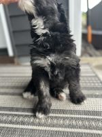 Bernedoodle Puppies