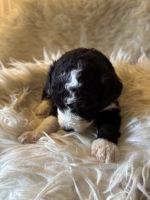 Bernedoodle Puppies for sale in Raleigh, NC, USA. price: $1,400