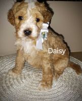 Bernedoodle Puppies for sale in Grand Blanc, MI 48439, USA. price: $1,300