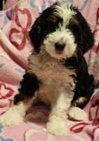 Bernedoodle Puppies for sale in Alsip, IL, USA. price: $2,000
