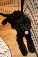 Beautiful Bernedoodles