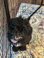 Beautiful Bernedoodles