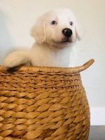 Super Pups Look for Family