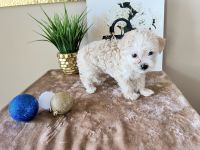 Bernedoodle Puppies for sale in Oak Brook, IL, USA. price: $900