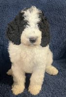 Bernedoodle Puppies for sale in Cleveland, TN, USA. price: $800