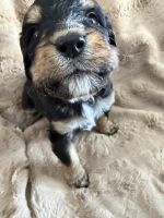Bernedoodle Puppies for sale in Midland, MI, USA. price: $2,500