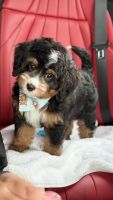 Bernedoodle Puppies for sale in Tenafly, NJ 07670, USA. price: $2,000