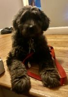 Bernedoodle puppy for sale