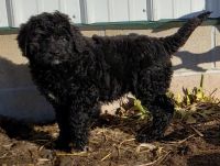 Bernedoodles born12-5-20