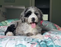 Bernedoodle puppy with blue eyes