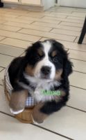 Bernese Mountain Dog Puppies for sale in Rogers, AR, USA. price: $1,600