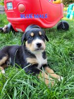 Bernese Mountain Dog Puppies for sale in Wellesley, ON N0B, Canada. price: $500
