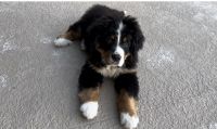 Bernese Mountain Dog Puppies for sale in New Smyrna Beach, Florida. price: $1,200