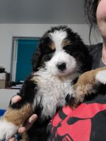 Bernese Mountain Dog Puppies for sale in Sanbornton, New Hampshire. price: $1,650
