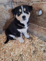 Bernese Mountain Dog Puppies for sale in Beach City, Ohio. price: $450