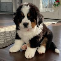Bernese Mountain Dog Puppies for sale in Austin, Texas. price: $600