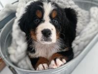 Bernese Mountain Dog Puppies for sale in Albany, New York. price: $1,350