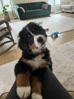 Bernese Mountain Dog Puppies for sale in Beachwood, Ohio. price: $650