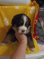 Bernese Mountain Dog Puppies for sale in Ocala, FL, USA. price: $2,000