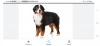 Bernese Mountain Dog Puppies for sale in Joplin, MO, USA. price: $600