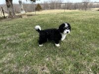 Bernese Mountain Dog Puppies for sale in Brookfield, Missouri. price: $1,500