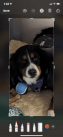 Bernese Mountain Dog Puppies for sale in Derby, Connecticut. price: $250