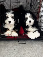 Bernese Mountain Dog Puppies for sale in Ormond Beach, Florida. price: $1,600
